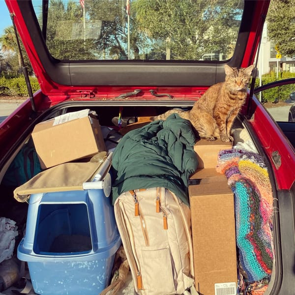 How to Travel Long Distances With Your Cat
